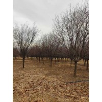 密枝红叶李12-16公分146棵清地处理20天期，站树50元 青岛富林源苗木合作社