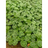 天竺葵别名洋绣球 驱蚊草基地供应花期长道路园林庭院小区绿化苗 电议价格 瑞明花卉