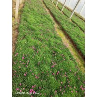 石竹苗 常夏石竹五彩石竹美国大量欧石竹苗地被石竹花海用花 电议价格 青州瑞明花卉