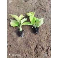 彩叶草穴盘苗 专业供应各种宿根花卉苗 花海景观 电议价格大量 泽鑫花卉苗木合作社