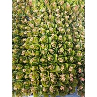 出售带花苞的长寿花穴盘苗 别名圣诞伽蓝菜株型美观花色鲜艳适应性较强 绿化工程用