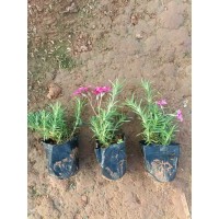 福禄考(芝樱) 青州花卉 苗圃基地培育 适应能力强，花朵小而艳丽 电议价格 英茂园艺