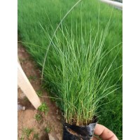 粉黛乱子草基地矮蒲苇细叶芒紫叶狼尾草血草大布尼观赏草秋季 电议 青州英茂园艺