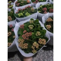 三色长寿花 寿星花 株型美观花色新鲜 阳台庭院室内盆栽观赏 电议价格 润卉园林