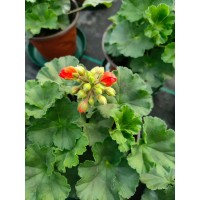 天竺葵小苗基地大量批发 园林景区花镜栽植观赏苗 盆栽配植苗 电议价格 润卉园林