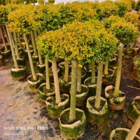 亮晶女贞造型 亮晶棒棒糖 亮晶棒棒锥系列 电议价格 青州宏胜花卉苗木 园林绿化造型