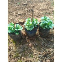 八宝景天 景天小苗 园林绿化造景 花境材料 景天杯苗大量供应 电议价格 宏胜花卉苗木