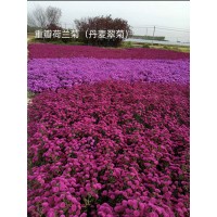 重瓣荷兰菊（丹麦翠菊）多年生 适应性强多色可选 花期长 耐寒耐旱 电议价格 鞍山宿根花卉园