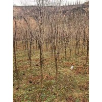 石榴树热销中 果实色泽鲜艳 坐果能力强 保湿发货 园林绿化 公园景观树 电议 云海彩叶苗木