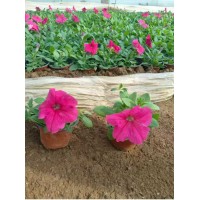 优质矮牵牛大量上市颜色齐全 矮牵牛盆栽花海 粉色花朵 带花苞 颜色齐全 电议 美都花卉