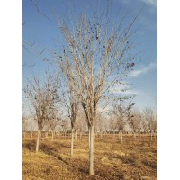 巨紫荆 16-20巨紫荆特价销售 电议价格 偃师云海彩叶苗木 园林绿化树 公园绿化