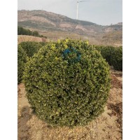 大叶黄杨球 园林景区别墅栽种景观观赏冬青球 耐寒耐修剪万年青球 电议价格 云海彩叶苗木