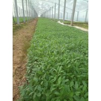 柳叶马鞭草 耐寒花期长 打造花海景观工程用苗 青州花卉 园林花境材料 电议价格