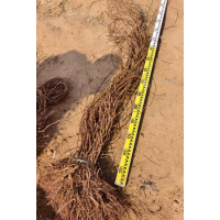 三叶地锦  五叶地锦大量有货  开始发货！保证质量！出售冬藏爬山虎 营养杯爬山虎