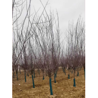 海棠 假植绚丽海棠 园林绿化树 城市公园绿化 电议价格 盛璟园林工程有限公司