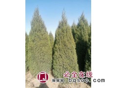 塔柏 各种规格望都塔桧杯苗 各种规格望都塔桧 园林绿化树 电议价格 盛璟园林工程有限公司图2