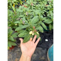 人参果苗可以出圃了，欢迎下单！电议价格有量现货 保定泳森园林