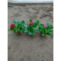 基地批发雏菊 绿化色块工程苗 国庆租摆花卉 花色丰富 盆栽观赏栽植苗 电议 盛泽兴来