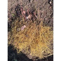 红叶三颗针 冰川红叶篱苗 园林绿化造景工程观赏苗 城市景观苗木 电议价格 东山红叶