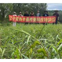 蒿柳苗蒿柳养蚕新品种蒿柳绿化苗蒿柳养柞蚕 蒿柳大量供应 电议价格 内蒙古东山红叶