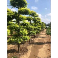 造型金叶榆 行道风景造型树 庭院园林绿化工程 现场看苗 电议价格 营口辉腾园林造型树基地