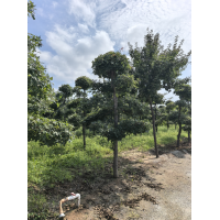 五角枫造型树 工程绿化常用树 室外园林景观造型 观赏性强 电议价格 营口辉腾园林造型树基地