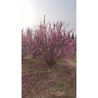 重瓣大花丛生榆叶梅 园林绿化观花植物 可丛植片植 电议价格 东港市龙王庙镇家蜡组培中心