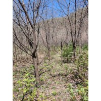 东北大山樱2-12公分，有重瓣大花和小白花的都有 电议价格 凤城通源苗木 园林绿化树