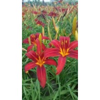 大花萱草 红运萱草 花圃批发萱草 抗旱寒花卉植物东北宿根草本 电议价格 力宁苗圃