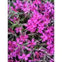 芝樱 丛生福禄考 大量供应小苗 花期长 四季常绿 景区园林色块造景 电议价格 力宁苗圃