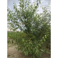 卫矛 桃叶卫矛 园林风景树 东北卫矛基地 丝绵木 适应性强 耐寒耐旱 电议价格 鹤立林业局有限公司苗圃