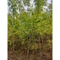 山槐 山槐小苗 1-5公分山槐树苗大量供应 东北苗木 荒山绿化 电议价格 鹤立林业局有限公司苗圃