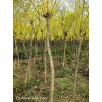 金枝槐 园林绿化工程苗木基地货源 行道风景金枝槐 黄金槐陕西直供 电议价格 园林绿化树销售