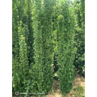 大量出售北海道黄杨 四季常青 根系发达 耐寒耐旱绿篱苗 绿化工程苗 电议价格 陕西货源现货