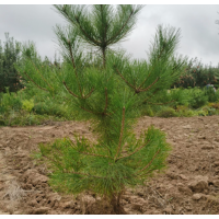 销售油松，侧柏 甘肃庆阳货，有需要电话联系 荒山绿化小苗 园林绿化工程苗 电议价格