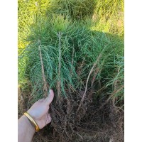 樟子松裸根苗 东北苗木销售 电议价格 春伊苗木绿化有限公司