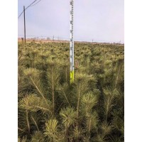 樟子松苗 1.2米樟子松杯苗 现货电议 东北苗木基地 辽宁春伊苗木绿化有限公司