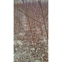 嫁接的桃树（北京7号，油桃），李子苗（老李子，西梅李子，蜜李，有需要的朋友随时联系我！