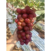 葡萄苗 早熟葡萄苗 葡萄砧木苗 葡萄价格行情_电议价格有量_子江葡萄专业育苗基地