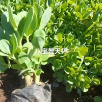 景天 八宝景天 三七景天 景天杯苗 景天裸根苗 大量供应电议价格 福禄考园 园林绿化工程苗