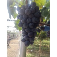 碧香无核(旭旺)葡萄苗价格，无核葡萄苗，葡萄苗基地 电议价格 子江葡萄苗大量现货