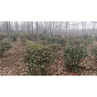 石楠球 高杆石楠球 园林绿化树 公园造景树 电议价格 园林绿化苗大量供应 南阳花木