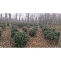 无刺枸骨球 四季常绿 庭园道路观果观叶树种 花坛花镜种植 电议价格 园林绿化工程苗 南阳苗木