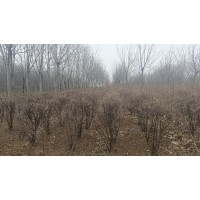 山茱萸 小区公园庭院绿化工程苗市政园林风景行道造景树 山茱萸球冠幅0.8-1.2米 电议价格