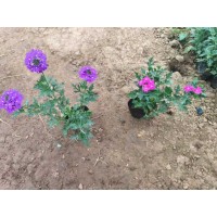 美女樱 多色可选 基地种植 花开繁茂 喜阳光 草本植物 青州草花基地 电议价格大量现货供应