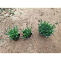 欧石竹 花境草料 常夏石竹杯苗 宿根花卉 基地批发 常年供应绿化工程苗 电议价格 青州花卉