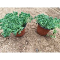 佛甲草杯苗 鼠尾草杯苗 观赏草杯苗 青州花卉 园林绿化工程营养杯苗大量现货 电议价格