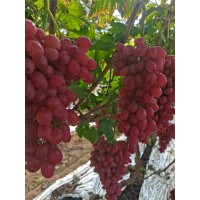 大棚葡萄苗_宝昌葡萄苗_宝昌子江葡萄专业育苗基地  电议价格 葡萄占地苗 各种葡萄苗销售