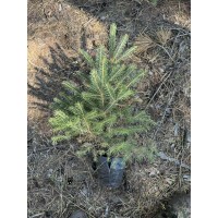 云杉16*16杯苗15-60cm 换床苗；定植树苗、2-3年苗 电议价格大量现货 聚源苗木