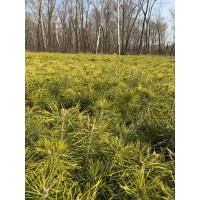 樟子松16*16杯苗20-90cm、一年苗、二年留床苗、换床苗 电议价格有量 克东县聚源苗木